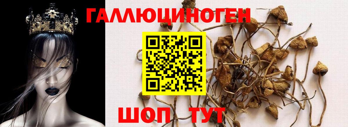 Шатура  Псилоцибиновые грибы Cubensis  закладка  Вход с VPN 